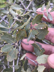 Quercus john-tuckeri