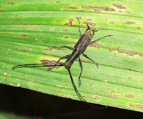 Gnoma longicollis