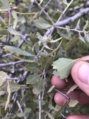 Quercus john-tuckeri