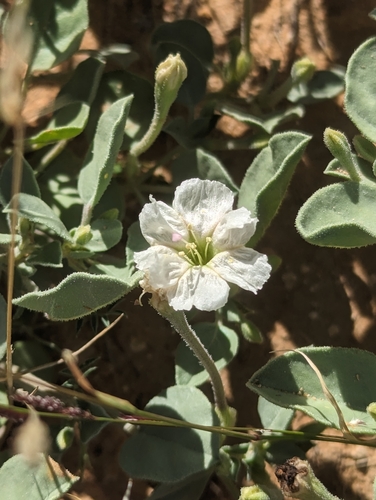 Image of Acleisanthes nevadensis by no rights reserved