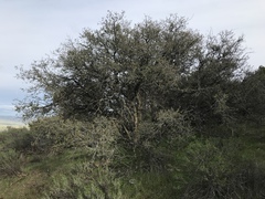 Quercus john-tuckeri