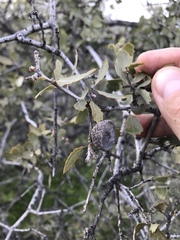Quercus john-tuckeri