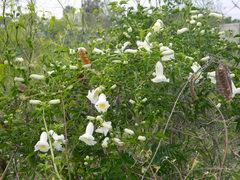 Amphilophium carolinae