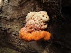 Piptoporus australiensis