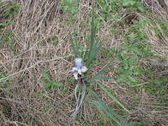 Iris longipetala