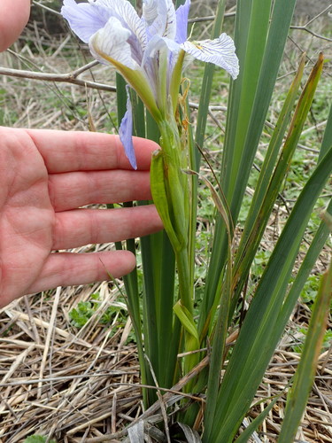 Image of Iris longipetala by no rights reserved