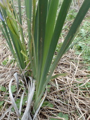 Iris longipetala