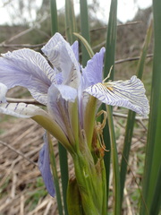 Iris longipetala