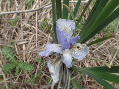 Iris longipetala