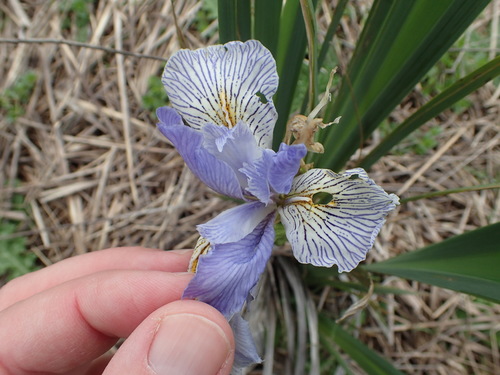 Image of Iris longipetala by no rights reserved