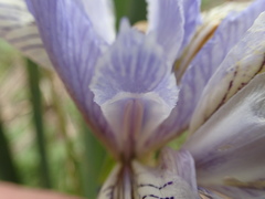 Iris longipetala