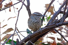 Campylorhynchus brunneicapillus