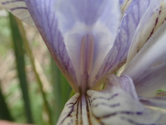 Iris longipetala