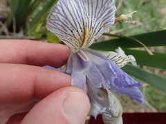 Iris longipetala