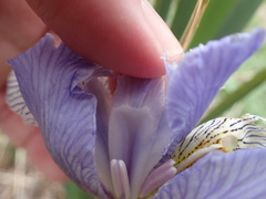 Iris longipetala