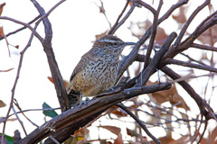 Campylorhynchus brunneicapillus