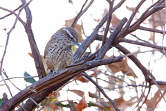 Campylorhynchus brunneicapillus