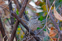 Campylorhynchus brunneicapillus