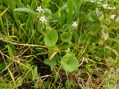 Claytonia perfoliata