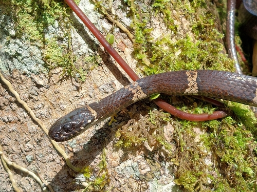 Klebba's Snail-Eater