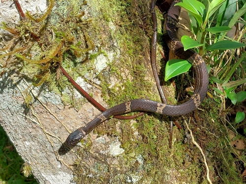 Klebba's Snail-Eater