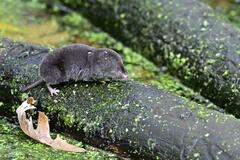 Northern Short-Tailed Shrew photo 2