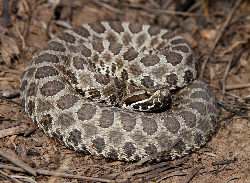 Western Massasauga Sistrurus Tergeminus Snakes And Lizards Western massasauga sistrurus tergeminus snakes and lizards