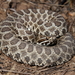 Western Massasauga - Photo (c) J.D. Willson, some rights reserved (CC BY-NC), uploaded by J.D. Willson