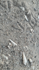 Melanoides tuberculata