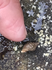 Paciocinebrina interfossa