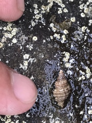 Paciocinebrina interfossa