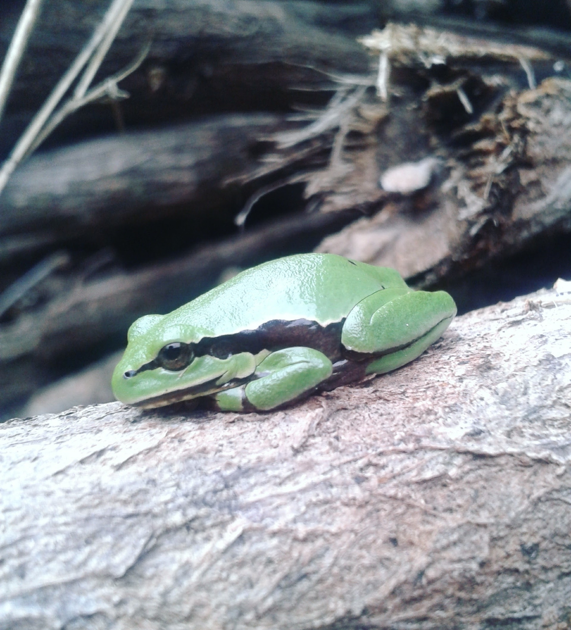 Mixteca Alta Treefrog photo 5