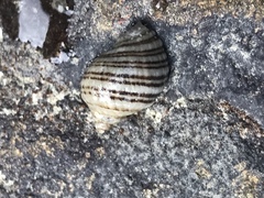 Nucella ostrina