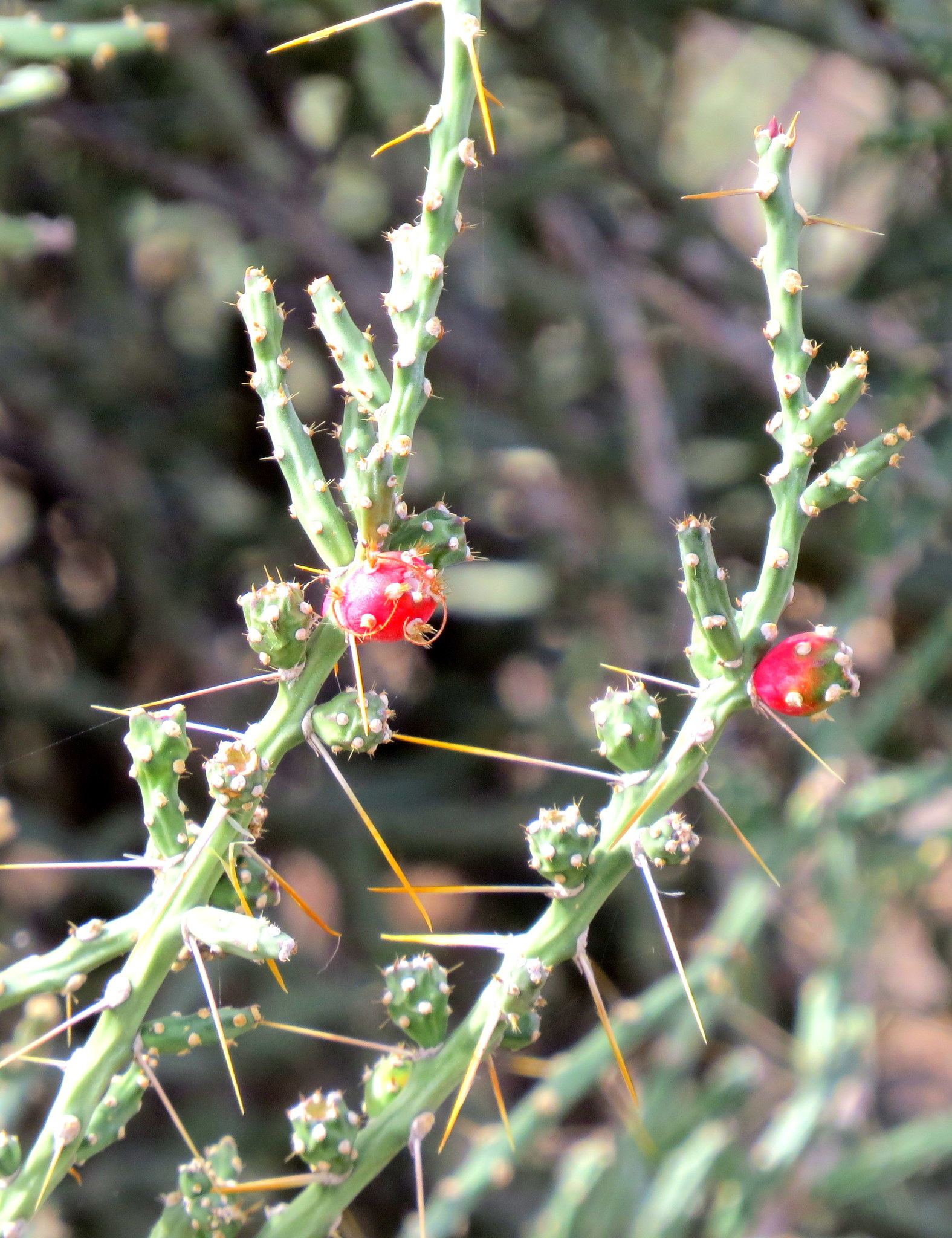Christmas cholla (Cylindropuntia leptocaulis)  iNaturalist