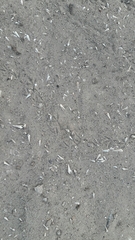 Melanoides tuberculata