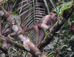Cebus yuracus