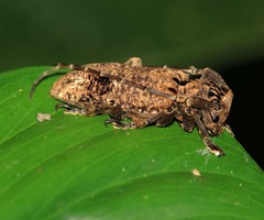 Metopides occipitalis