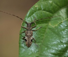 Paraleprodera insidiosa