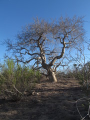 Burseraceae