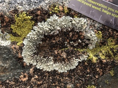 Phaeophyscia hirsuta