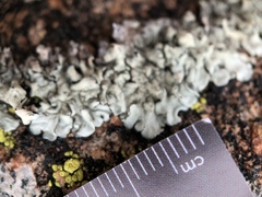 Phaeophyscia hirsuta