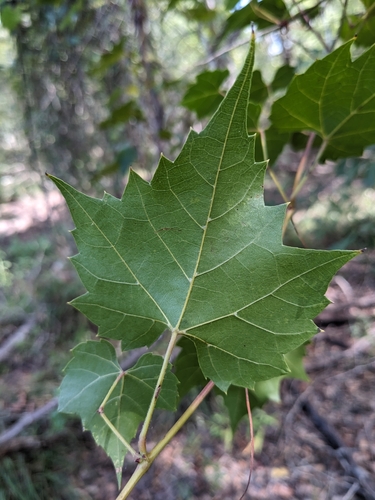 Image of Vitis palmata by no rights reserved