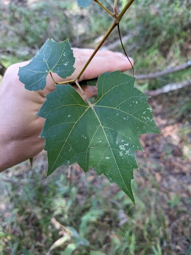 Image of Vitis palmata by no rights reserved