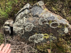 Phaeophyscia hirsuta