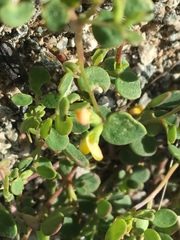 Acmispon maritimus brevivexillus