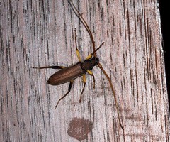 Noserius ovatipennis