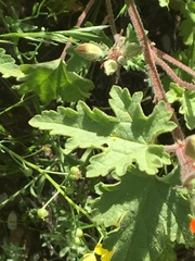 Sphaeralcea coulteri