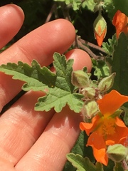 Sphaeralcea coulteri