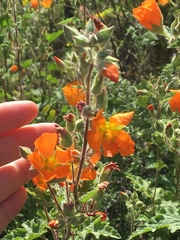 Sphaeralcea coulteri