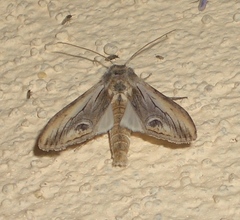 Opsigalea blanchardi